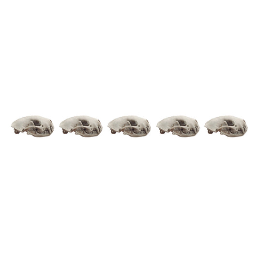 Skunk Skull Replica