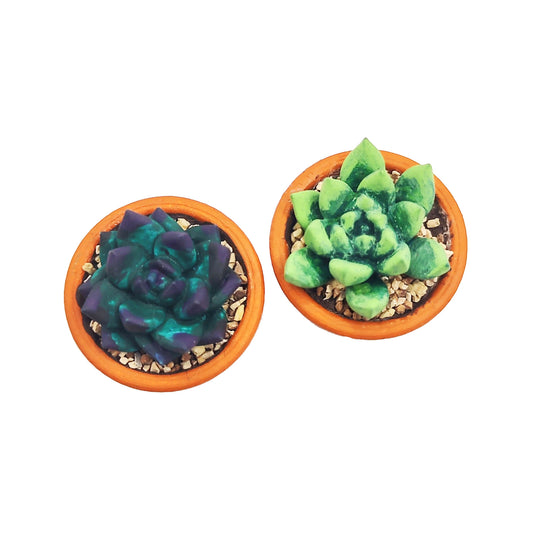 Succulents in Terracotta Pot