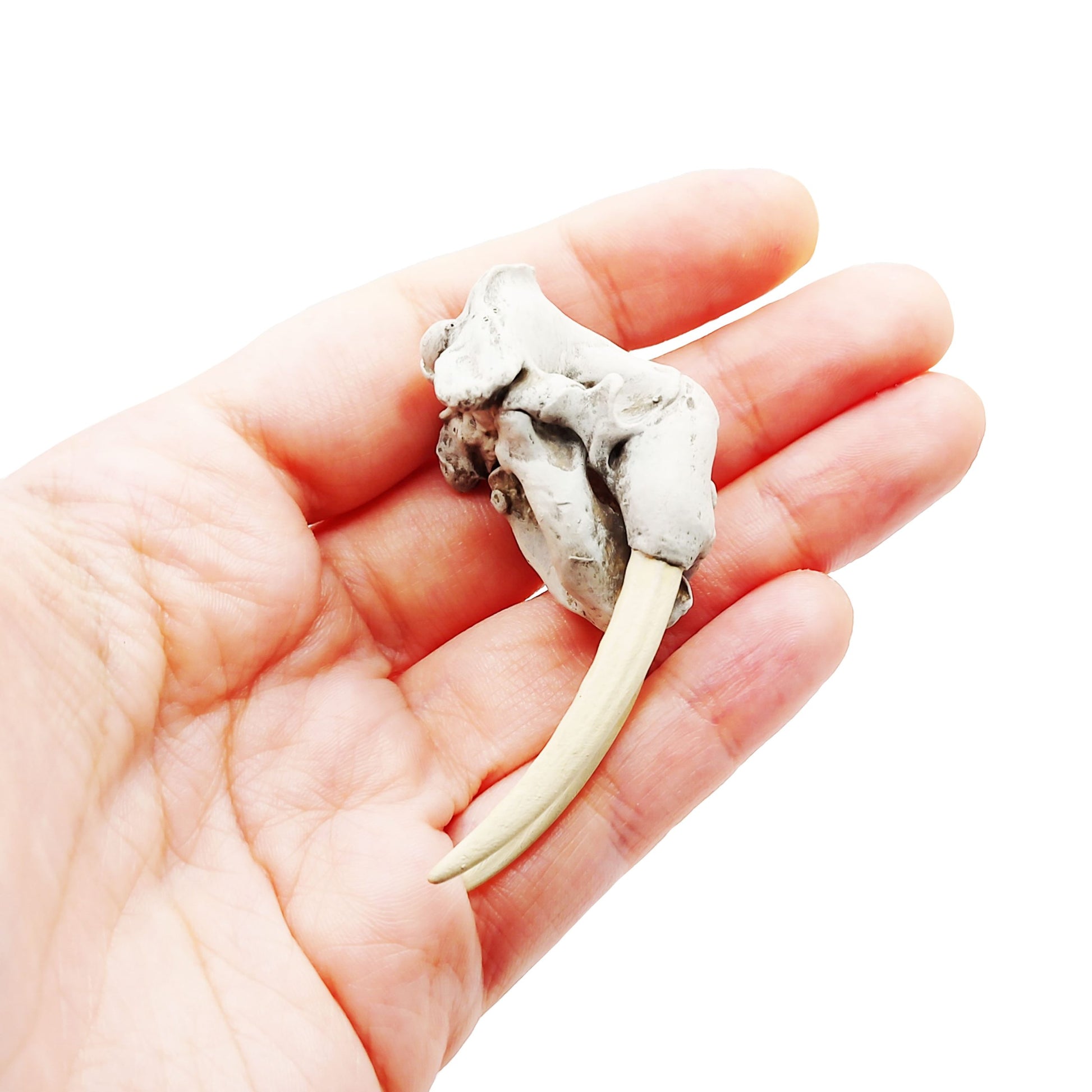 1:12 scale Walrus Skull Replica miniature side view — The Scale Grail