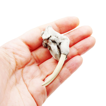 1:12 scale Walrus Skull Replica miniature side view — The Scale Grail