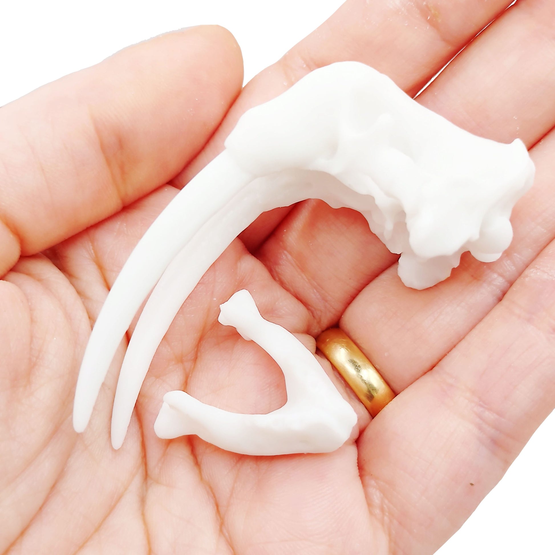 1:12 scale Walrus Skull Replica miniature — made in NC, USA