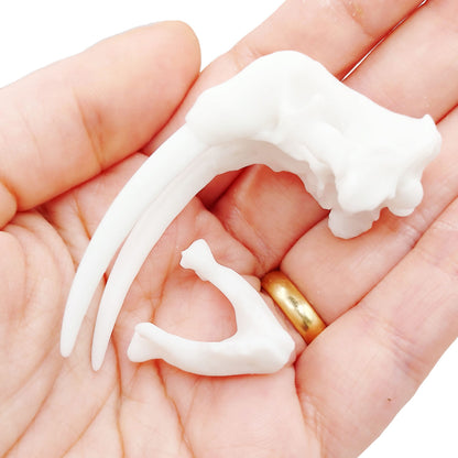 1:12 scale Walrus Skull Replica miniature — made in NC, USA