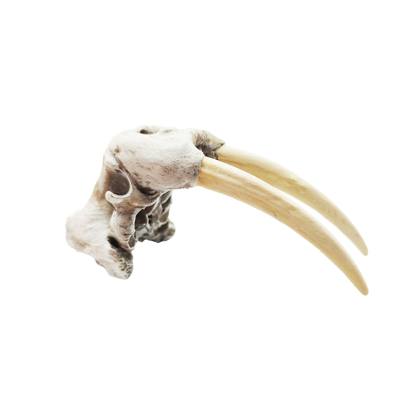 1:12 scale Walrus Skull Replica miniature — made in NC, USA