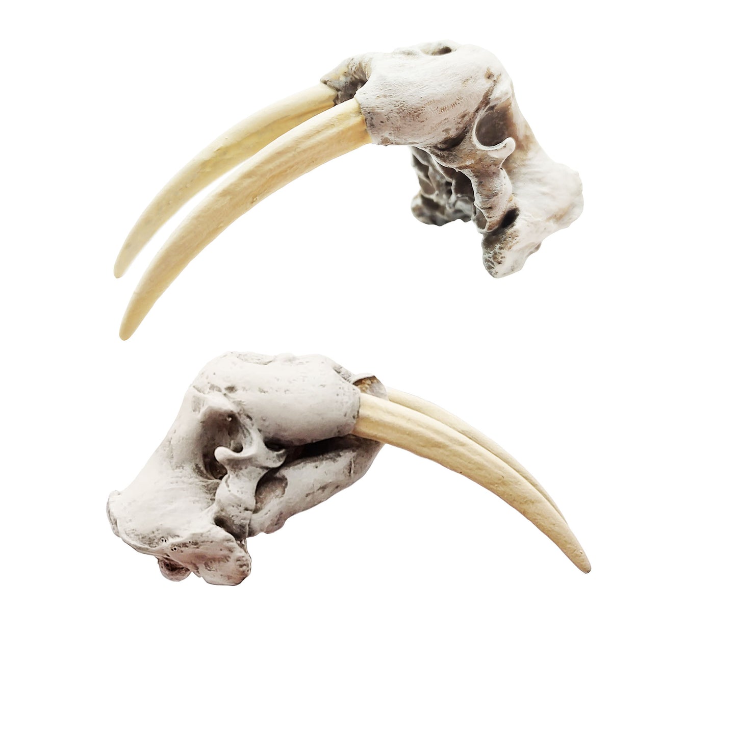 1:12 scale Walrus Skull Replica miniature — handmade resin scale model by The Scale Grail